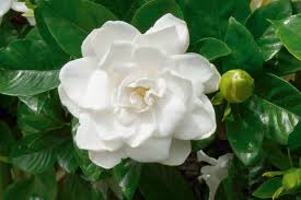 iFlor de la gardenia